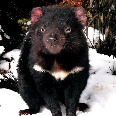 Wombat Cabin Villa Moina Eksteriør billede