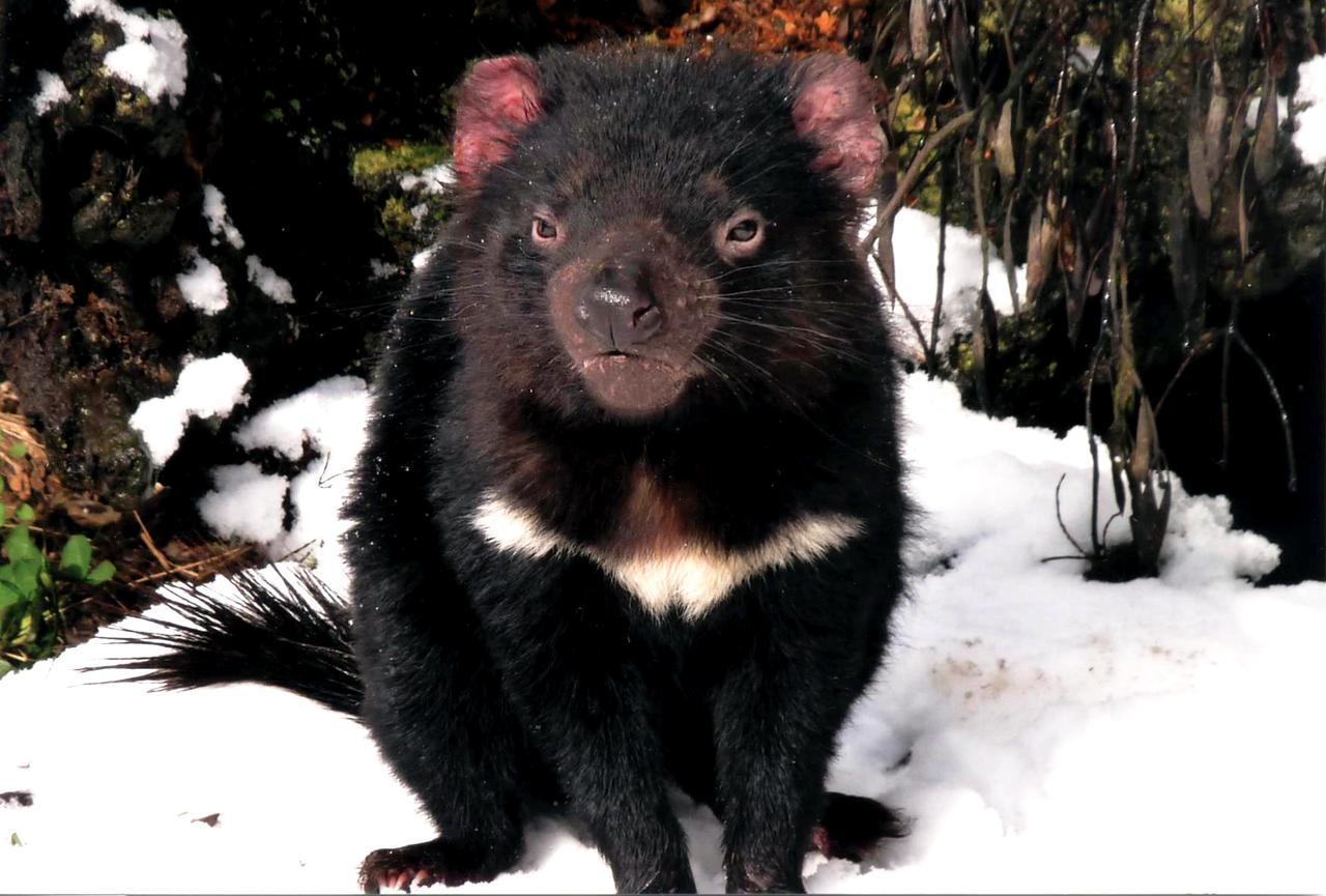 Wombat Cabin Villa Moina Eksteriør billede