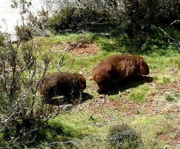 Wombat Cabin Villa Moina Eksteriør billede